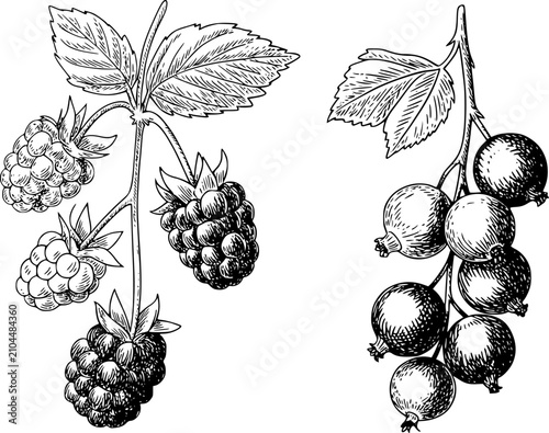 Fotografía Tinta detallada en blanco y negro de moras y grosellas frescas colgando de tallo