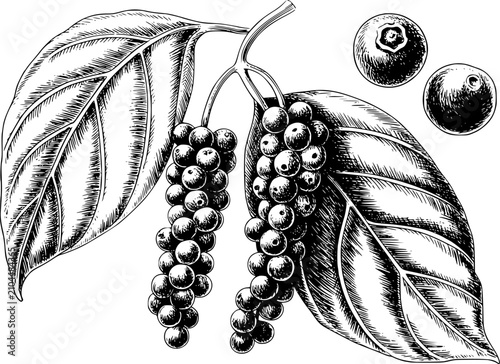 Принти на полотні Tinta detallada en blanco y negro de ramas de planta de pimienta negra con grano