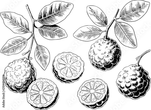 Cuadro en lienzo Tinta detallada en blanco y negro de limas kaffir frescas con hojas y segmentos