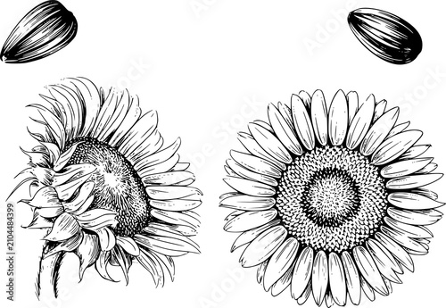 Canvastavla Tinta detallada en blanco y negro de dos flores de girasol y dos semillas de gir