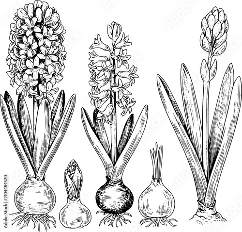 Fotografi Botánico detallado de flores y bulbos de jacinto en un estilo clásico de tinta b