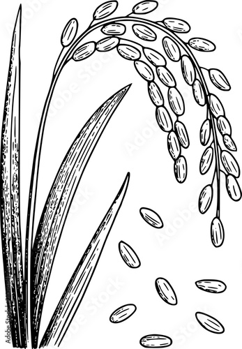 Εκτύπωση καμβά Dibujo a mano de un tallo de planta de arroz con granos, con hojas detalladas y