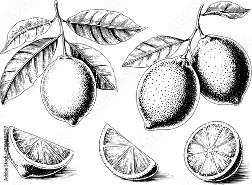 Schilderij op canvas Dibujo a mano de limones frescos con hojas y rodajas de cítricos en un estilo de