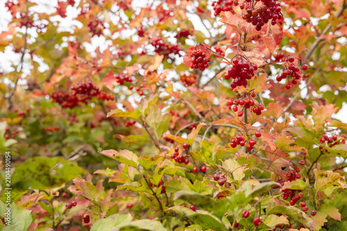 A branch of viburnum with berries and leaves. Ripe red viburnum