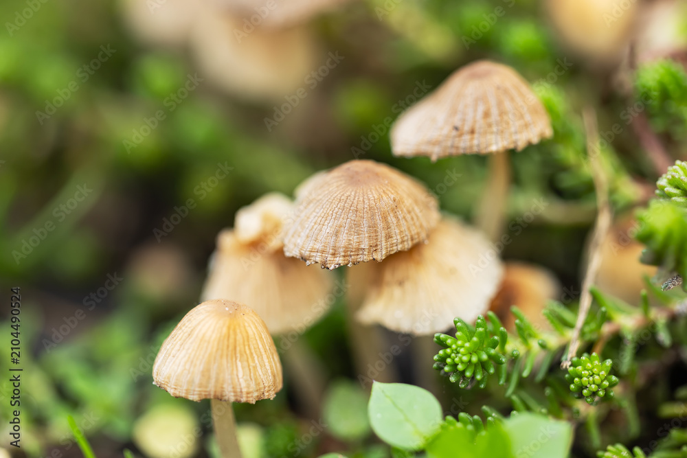 Fototapeta premium Small mushrooms Coprinellus disseminatus in green moss.