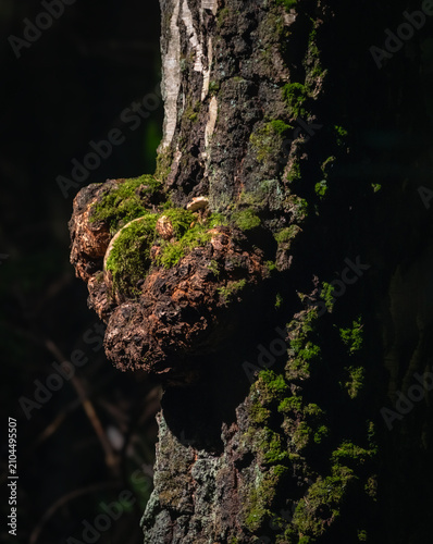 Tree trunk with burt covered in green moss closeup.