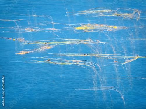Canvas Print Abstract natural background of bright green pond scum and organic moss spreading over blue river water