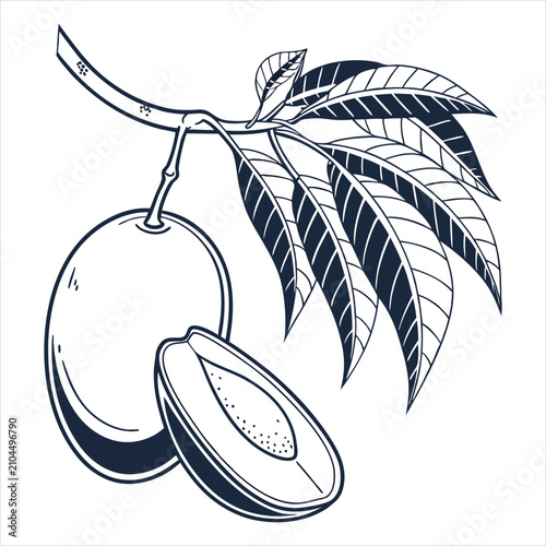 silhouette Mango on white background