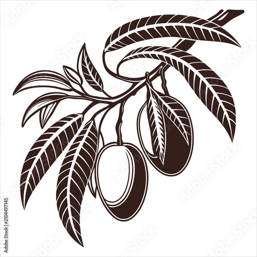 silhouette Mango on white background