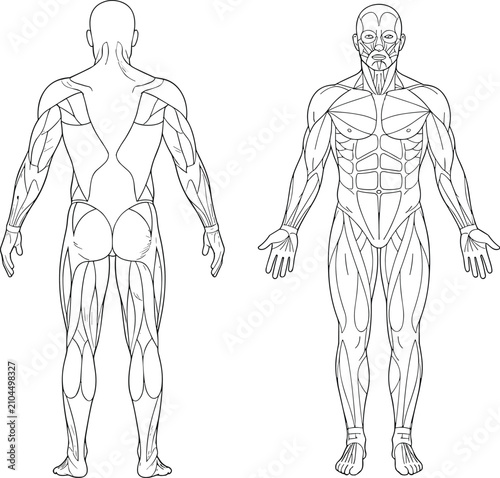 Human Muscular System Anatomy Front and Back View Vector Line Art Illustration