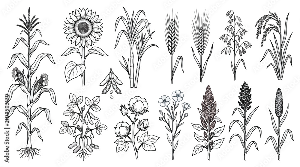 Obraz premium Vintage agricultural crop sketches, hand drawn botanical cereal and grain plant set, 13 black and white vector illustrations of farm crops