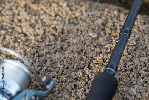 Foto Fishing rod on a rock with barnacles The Concept of coastal life