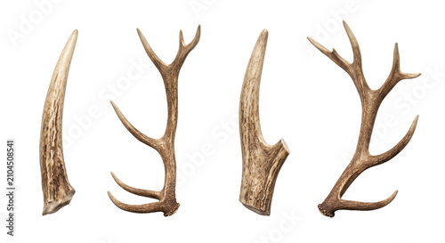 Konstfotografi Natural deer antler horns set isolated