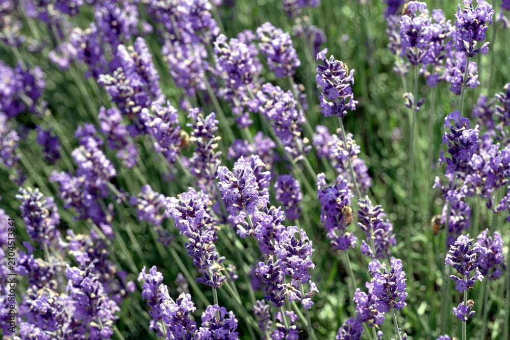 Obraz premium Texture of a blooming lavender field. Lush blooming purple lavender field with shallow depth of field and soft selective focus.