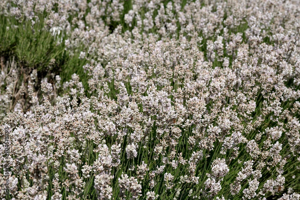 Obraz premium Large dense bush of white lavender flowers. Full frame texture of a field of white flowers. White lavender.