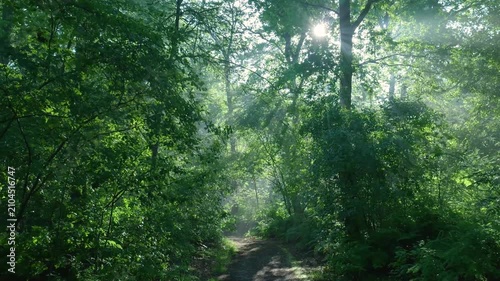 Morning sunbeams shining through lush green forest trees