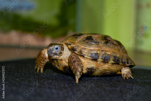 Peaceful tortoise resting on smooth surface