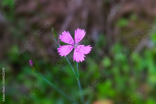 Elegant Pink Carnation Blooms Gracefully Amidst Greenery