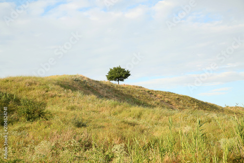 Fotografie A solitary tree on a grassy hill under a cloudy sky.