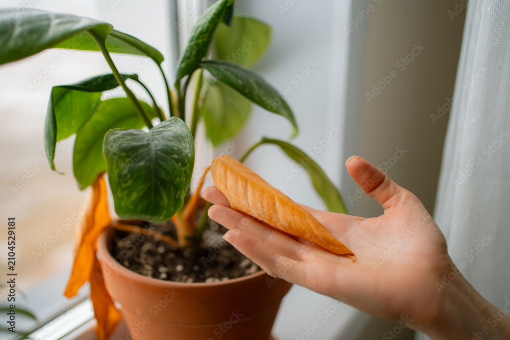 Fototapeta premium Hand holding a single dry yellowing houseplant leaf over a pot by a window, showing common issues like nutrient deficiency, root rot or disease and the need for plant care