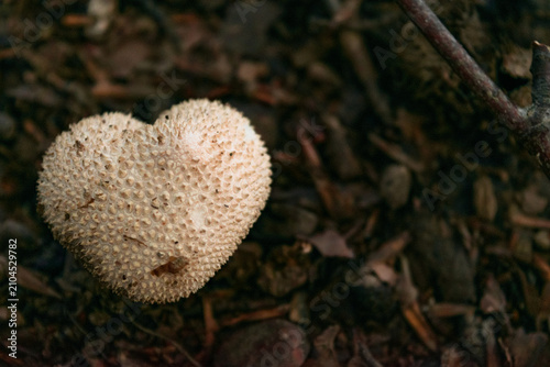 Fotografie Heart-shaped Lycoperdon perlatum fungus growing on the forest floor