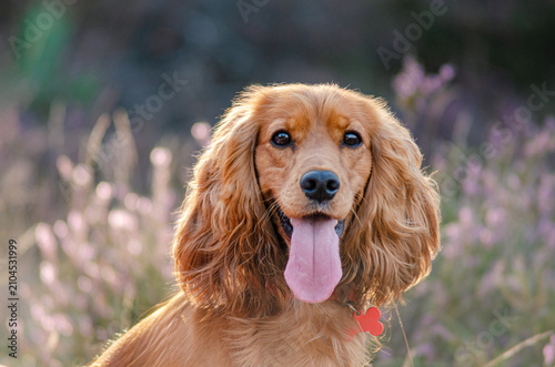 Canvastavla Red English Cocker Spaniel in a heather field
