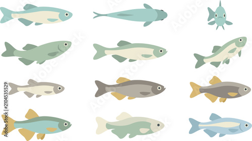 Assorted small freshwater fish illustrations in flat style for aquarium hobby and marine science infographics