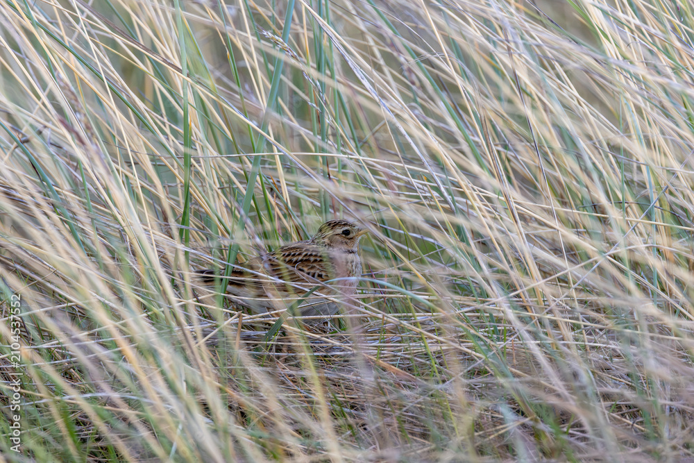 Fototapeta premium Skylark hidden in dune grass