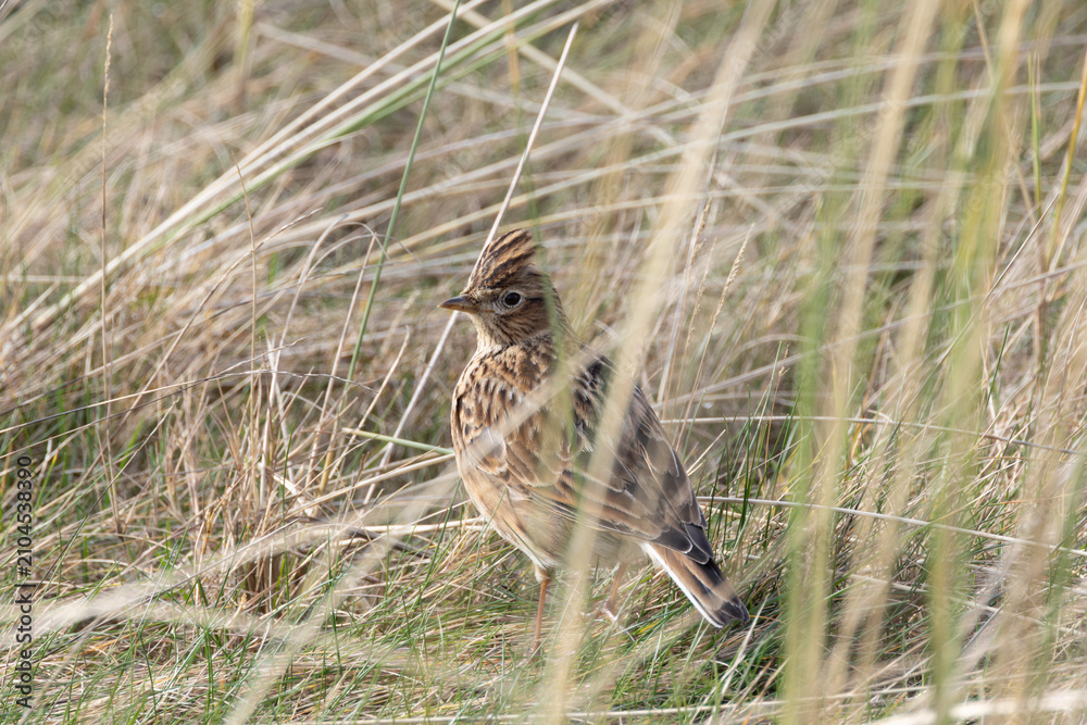 Fototapeta premium Skylark standing among dune grass