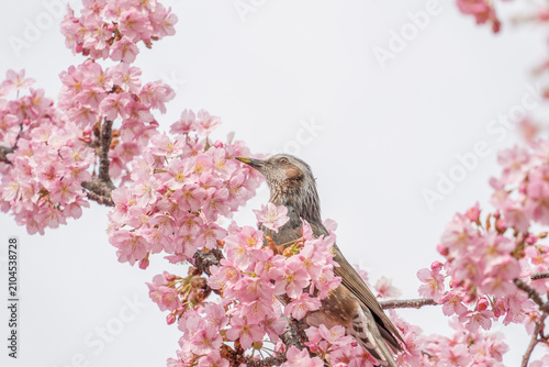 Quadro su tela Brown-eared bulbul among pink cherry blossoms in spring