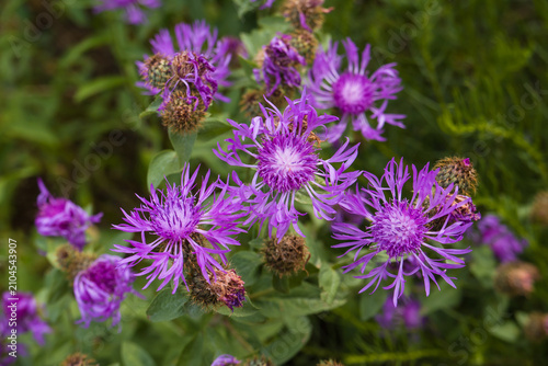 Pflanze, Phrygische Flockenblume (Centaurea phrygia) begegnet auf der Schwäbischen Alb