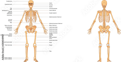 Quadro su tela Human Skeleton Anatomy Diagram with Labels and Multiple Views Keywords: human sk