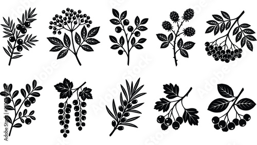 Bild auf Leinwand Set of autumn berries and leaves icons