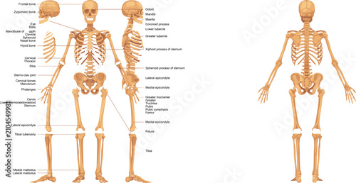 Foto Human Skeleton Anatomy Diagram with Labels and Multiple Views Keywords: human sk