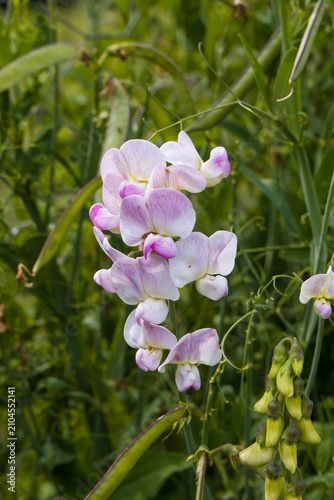 Pflanze, Edelwicke (Lathyrus odoratus)