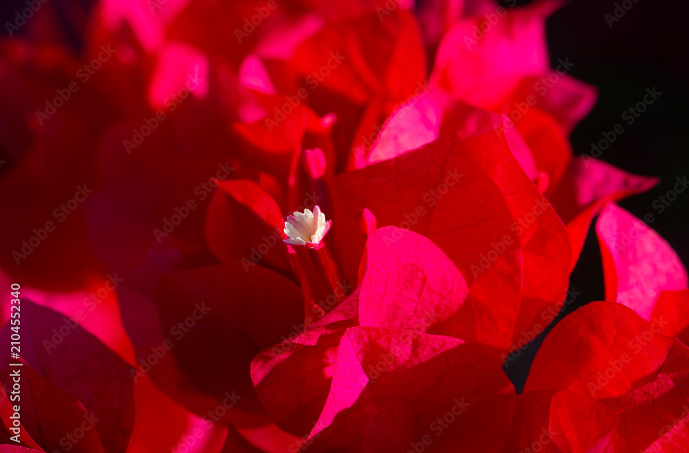 Obraz premium Closeup of tiny bougainvillea flowers surrounded by large, colorful bracts.