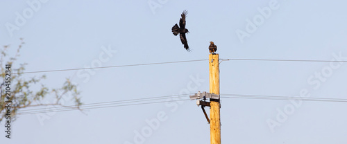 Konstfotografi Crow harasses hawk perched atop a rural utility pole in typical, protective beha