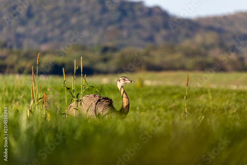 Bird Rhea americana (Rhea americana), Bodoquena, Brazil