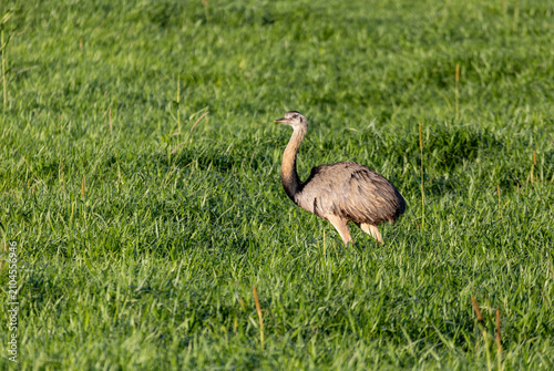 Bird Rhea americana (Rhea americana), Bodoquena, Brazil