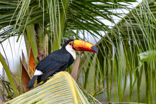 Bird Ramphastos toco (Ramphastos toco), Miranda, Pantanal Brazil