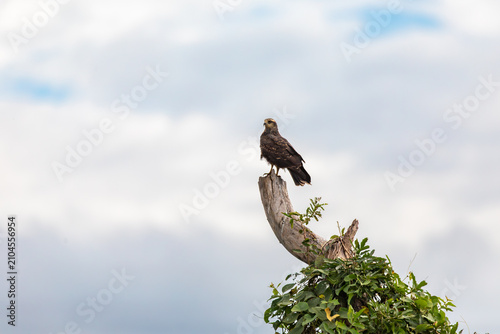 Bird Rostrhamus sociabilis, Porto Esperanca, Pantanal Brazil