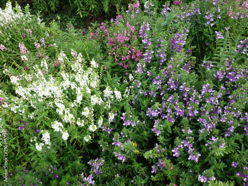 Colorful blooming garden flowers with white purple and pink blossoms, spring floral background and botanical garden texture                            