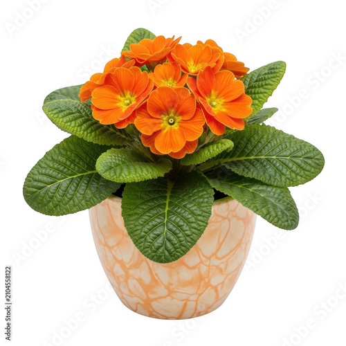 Beautiful orange primrose flowers in pot isolated on transparent background