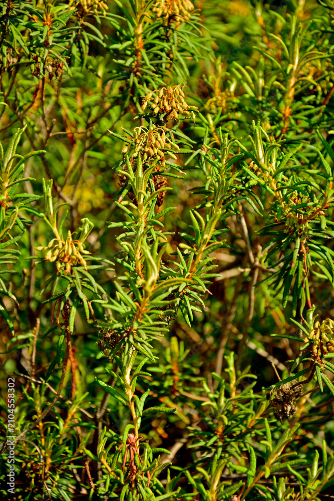 Obraz premium Modrzewnica pospolita, modrzewnica północna, modrzewnica zwyczajna (Andromeda polifolia var. latifolia), krzaczek modrzewnicy w na bagnach w lesie, bog-rosemary, a small bog-rosemary shrub in a fores