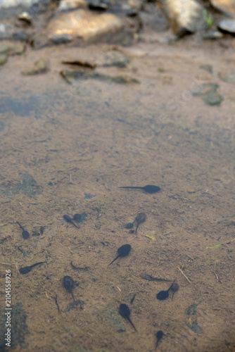 Foto Small black tadpoles swimming in clear shallow water over a sandy mud bottom
