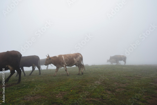Foto Herd of cows grazing and walking on a green pasture shrouded in thick morning fo