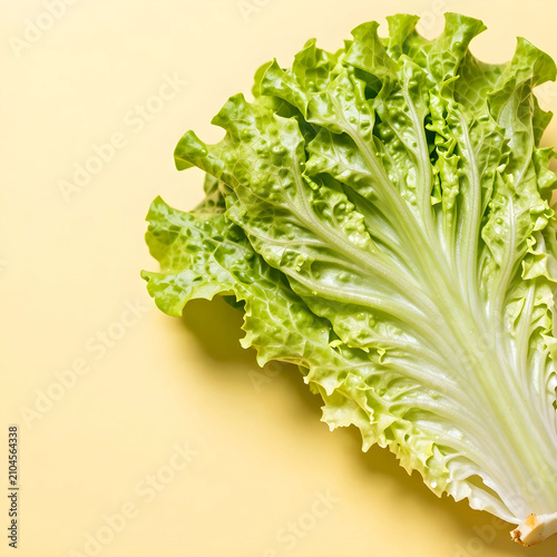 Fresh green lettuce leaf wi...