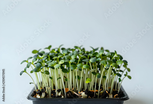 Fresh microgreens growing i...