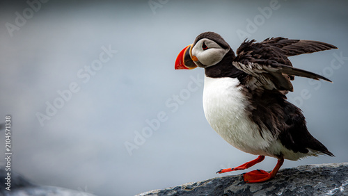 Cuadro en lienzo atlantic puffin at island of Hornøya