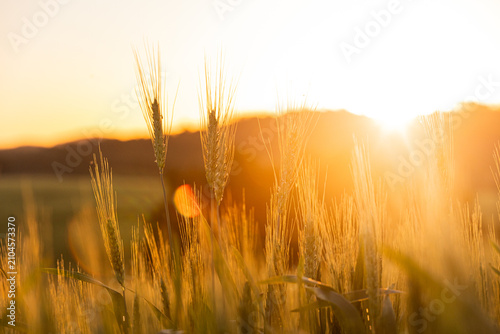 Quadro su tela Plantação de aveia verde sob a luz do pôr do sol dourado.